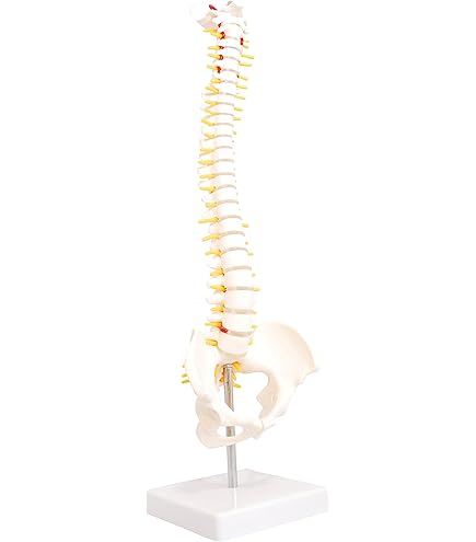 Amazon.co.jp: 胸骨付脊椎骨盤模型(ドイツ 3B社製) : 産業・研究開発用品